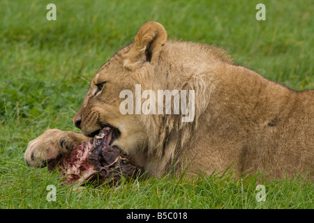 Afrikanischer Löwe (Panthera Leo) essen rohes Fleisch Stockfoto