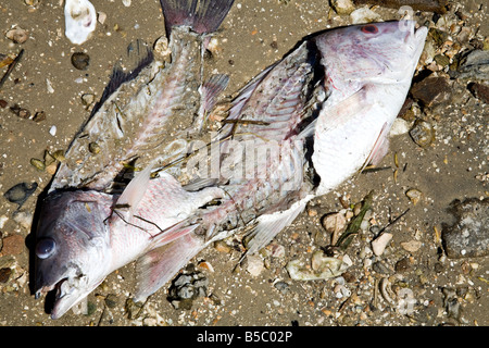 Zwei Tote Fische Skelett auf einem braunen Sandstrand im Wasser in Mayport Florida Stockfoto