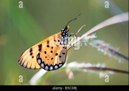 Acraea Terpsicore. Tawny Coster Schmetterling auf einem Rasen-Stamm in der indischen Landschaft. Indien Stockfoto