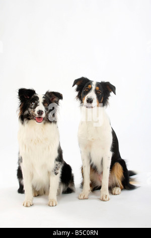 Mixed Breed Dog und Australian Shepherd blue merle Stockfoto