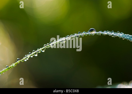 Tautropfen auf dem Rasen in der indischen Landschaft. Indien. Makro-abstrakt Stockfoto