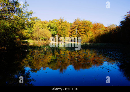 Herbst an der City of London besaß Burham buchen in Buckinghamshire. Gold farbigen Bäume spiegelt sich in einem Teich Stockfoto