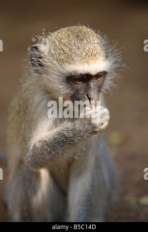 Vervet Affen (grüne Aethiops) - Kruger National Park, Südafrika Stockfoto