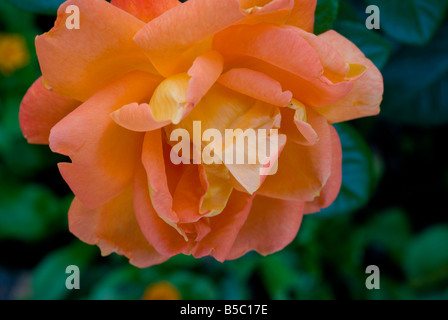 Nahaufnahme von einer rose Orangenblüten Stockfoto