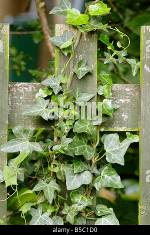 Efeu (Hedera Helix) über Holzzaun Post wächst Stockfoto