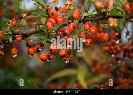 Regentropfen auf Beeren und Leabes der Eberesche, Sorbus Aucuparia; möglicherweise auch Pyracantha coccinea Stockfoto