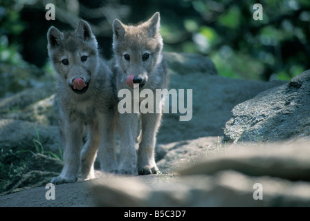 Gray Arctic Wolf Canis Lupus Pine County Minnesota uns jungen Welpen auf Felsvorsprung grau Arctic Wolf Canis Lupus Pine County Minnesot Stockfoto