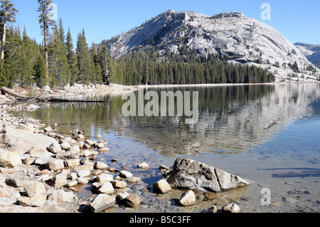 Tenaya Lake bietet kristallklares Wasser, das eine massive Granitkuppel reflektiert, und immergrünen Wald unter einem hellblauen Himmel im Yosemite National Park. Stockfoto