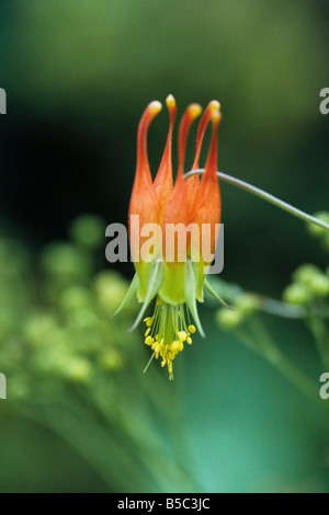 Eine Nahaufnahme der Blüte Aquilegia Skinneri Stockfoto
