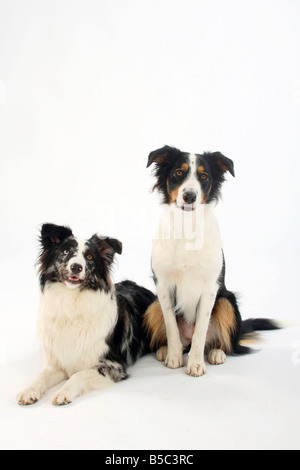 Mixed Breed Dog und Australian Shepherd blue merle Stockfoto