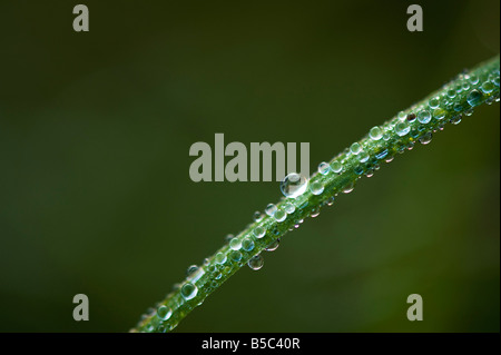 Tautropfen auf dem Rasen in der indischen Landschaft. Indien. Makro-abstrakt Stockfoto