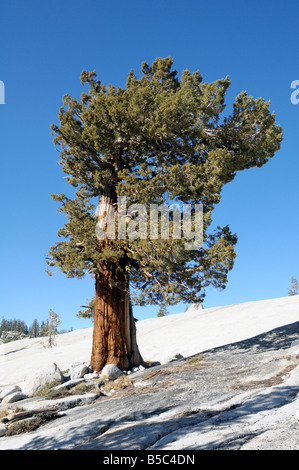 WESTERN Juniper (Juniperus occidentalis), yosemite, kalifornien, usa Stockfoto