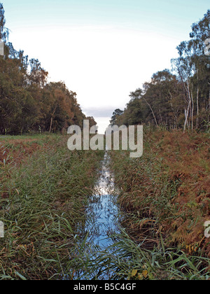 Holme Fen Stockfoto