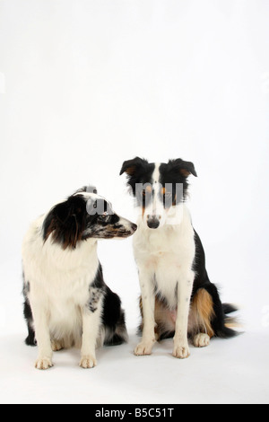 Mixed Breed Dog und Australian Shepherd blue merle Stockfoto