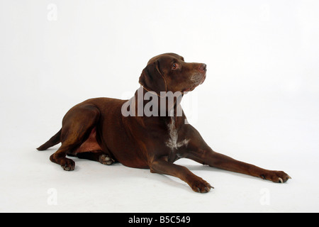 Deutscher Kurzhaariger Vorstehhund männlich 9 Jahre alt Stockfoto