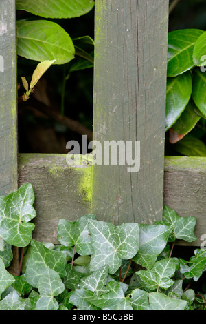 Efeu (Hedera Helix) aufwachsen Holzzaun Stockfoto