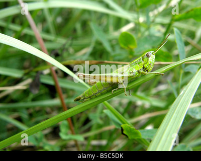 Grüne Heuschrecke auf Gras Halm in den Hügeln rund um den Gardasee, Italien Stockfoto
