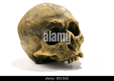 ein menschlicher Schädel über weißem Hintergrund könnte Gefahr darstellen oder Poison werden Stockfoto