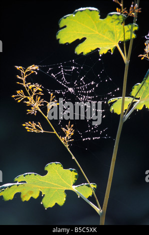 Toile d Areigne Spinnennetz-Spinnennetz der Cross Orbweaver europäischen Garten Spider Kreuz Spinne Araneus Diadematus Ltweibersommer Stockfoto