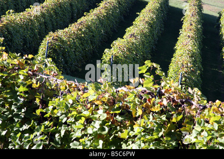 Reihen von Weinreben auf den Hügeln an der Stone Hill Winery Herman-Missouri Stockfoto