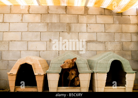 Drei Hunde zusammen in einer kleinen Hundehütte. Stockfoto