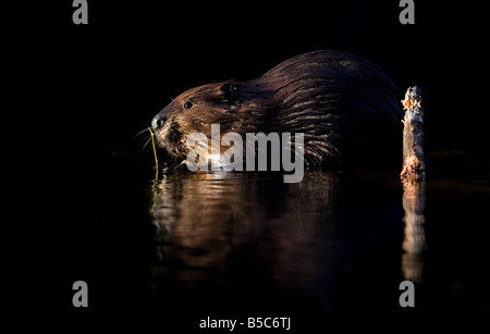 Biber, nordamerikanische Biber, Castor candadensis Stockfoto