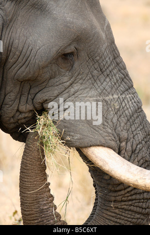 Afrikanischer Elefant (Loxodonta Spp) Essen Grass - Kruger National Park, Südafrika Stockfoto