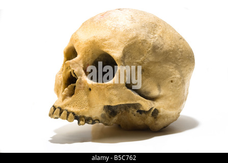 ein menschlicher Schädel über weißem Hintergrund könnte Gefahr darstellen oder Poison werden Stockfoto