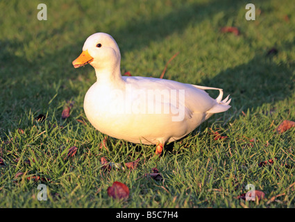 Rufen Sie weiße Ente drake Stockfoto