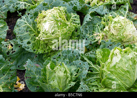 Grün Kohl durch Raupen in einem englischen Garten beschädigt Stockfoto