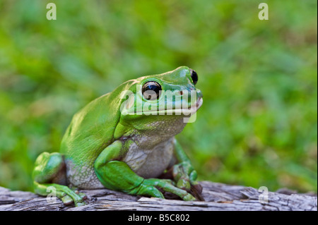 Grüner Baum-Frosch Stockfoto