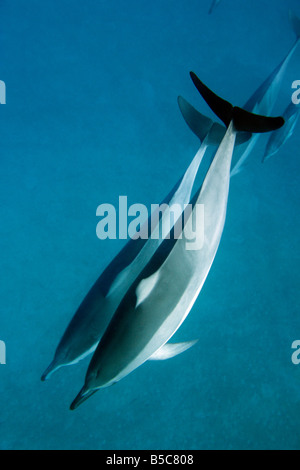Spinner-Delfine schwimmen in den Gewässern vor Maui, Hawaii. Stockfoto