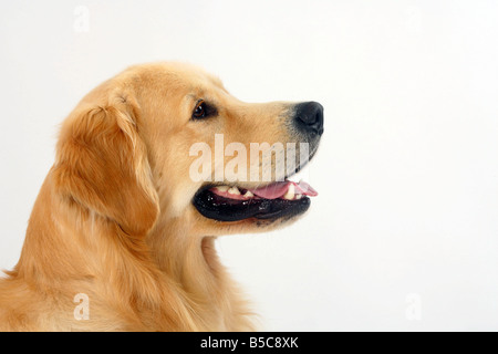 Golden Retriever Seitenprofil Stockfoto