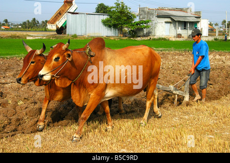 Bauern mit geharnischten bucklig Zebu Rinder ziehen einen einfache einzelne Klinge Pflug durch ein Reisfeld, Vietnam Stockfoto