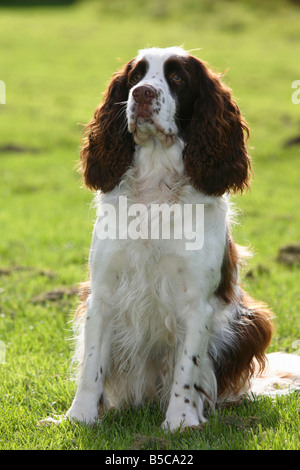 Englisch Springer Spaniel Stockfoto