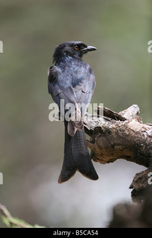 Gemeinsamen Drongo Dicrurus Adsimilis Jagd von Ast am Lake Baringo, Kenia. Stockfoto