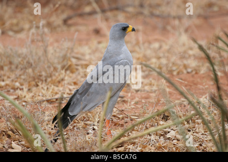 Östlichen blass Chanting Goshawk Melierax Poliopterus auf der Jagd nach Beute Boden in Kenia. Stockfoto