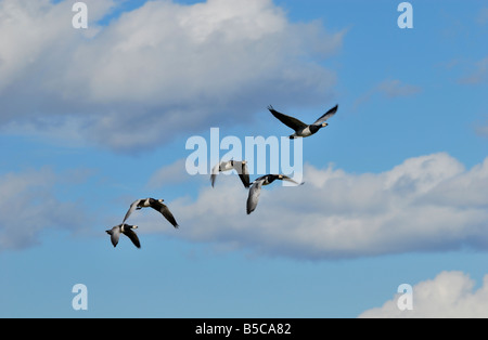 Weißwangengans im Flug, Branta Leucopsis, Helsinki, Finnland, Europa. Stockfoto