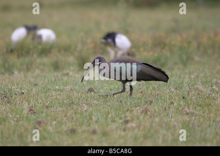 Hadada Ibis Bostrychia Hagedash in Feld mit Sacred Ibis im Hintergrund am Lake Naivasha, Kenia. Stockfoto