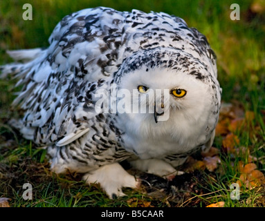 Weibliche Schnee-Eule (Bubo Scandiacus), UK Stockfoto