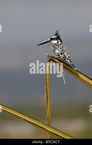 Pied Kingfisher Ceryle Rudis Angeln aus Schilf ergeben sich am Lake Naivasha, Kenia. Stockfoto