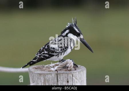 Männliche Pied Kingfisher Ceryle Rudis Angeln vom Post am Lake Naivasha, Kenia. Stockfoto