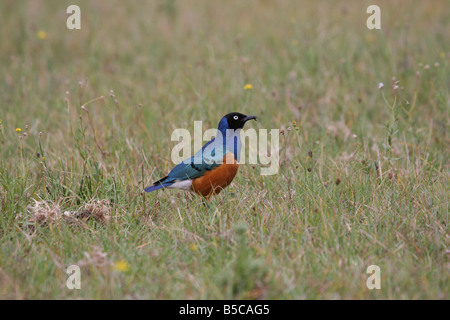 Superb Starling Glanzstare Superbus stehend in Wiese Essen Wurm am Lake Baringo, Kenia Stockfoto