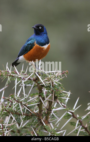 Superb Starling Glanzstare Superbus sitting on Top of spikey Akazie Busch am Lake Baringo, Kenia. Stockfoto