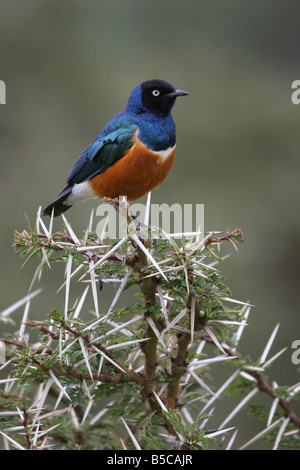 Superb Starling Glanzstare Superbus sitting on Top of spikey Akazie Busch am Lake Baringo, Kenia. Stockfoto