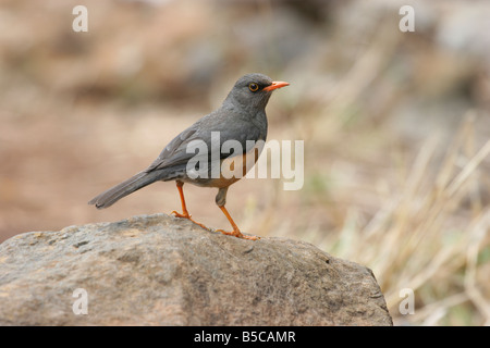 Olive Soor Turdus Olivaceus stehenden Warnung auf Felsen am Thomsons fällt, Kenia. Stockfoto