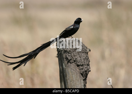 Langschwänzigen Widowbird Euplectes Progne anzeigen auf Post in Kenia. Stockfoto