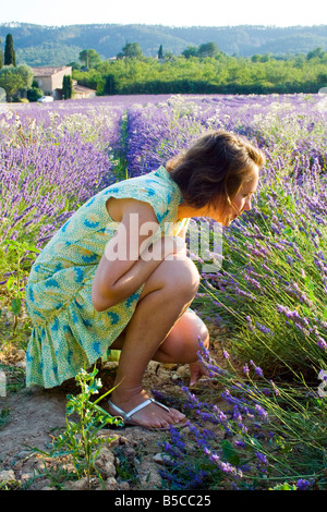 Lavendel-Felder-Provence mit einer kauernden jungen Frau genießen den Lavendel, Frankreich Stockfoto