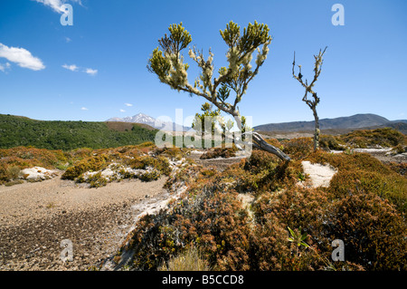 Baum in der Rangipo Wüste, Tongariro Northern Circuit, Nordinsel, Neuseeland verkümmert. Mount Ruapehu hinter. Stockfoto