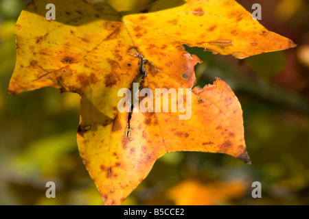 Herbstfarben einer zerrissenen Tulpenbaum Struktur in Atlanta Georgia Stockfoto